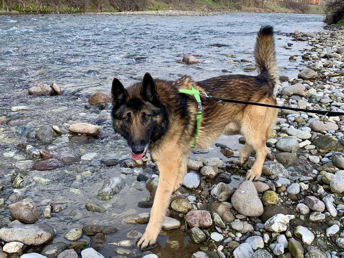 Vuoi adottare un cane a Brescia?