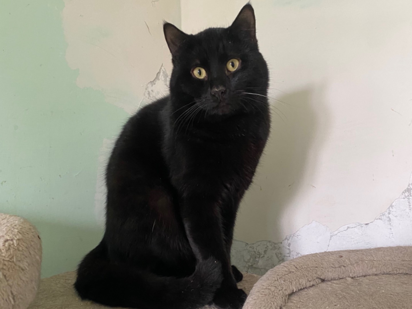 Adozione gatto, maschio, Razza sconosciuta Razza sconosciuta, 9 mesi, taglia non valida, Teramo