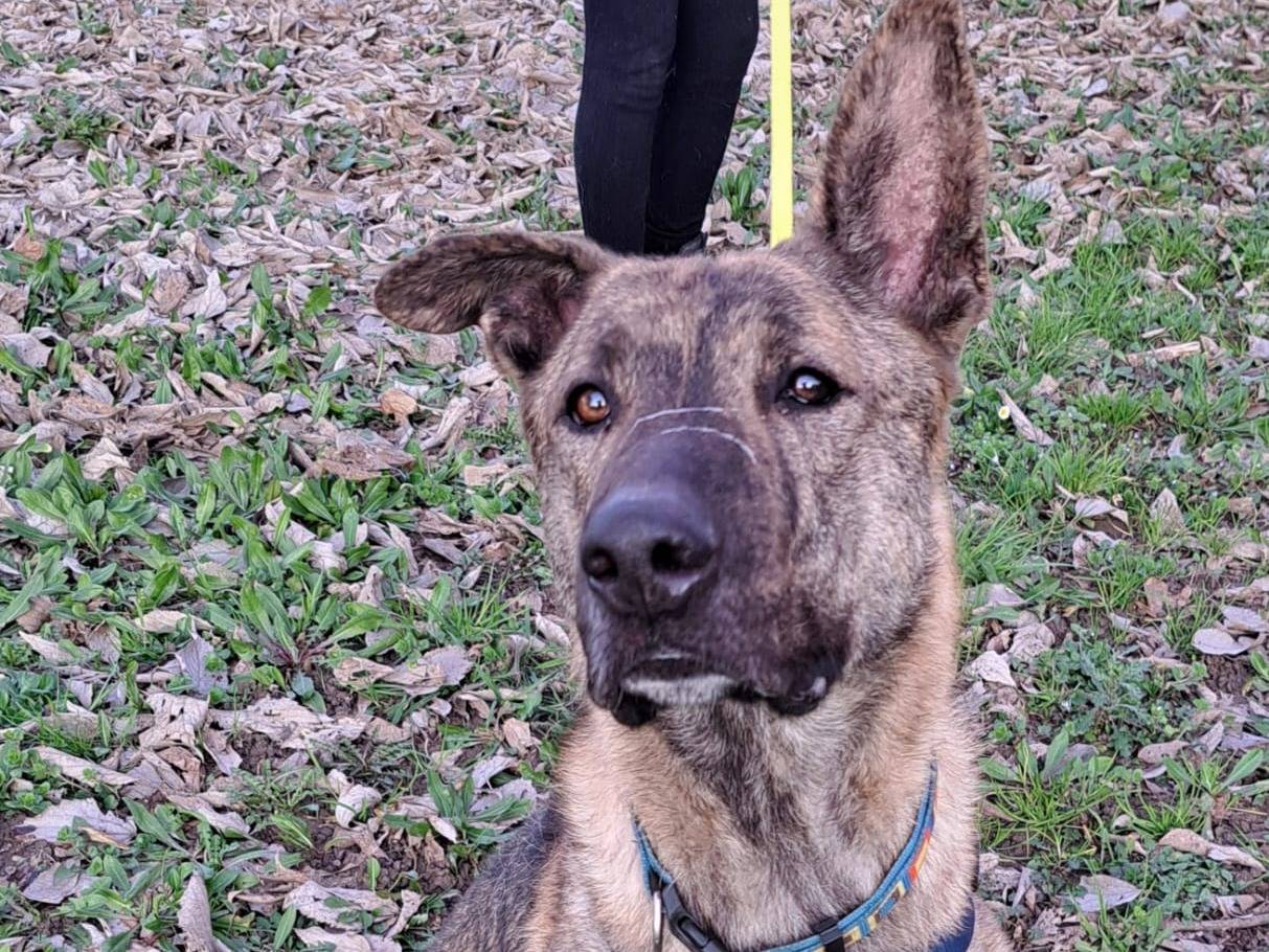 Adozione cane, maschio, Pastore olandese Razza sconosciuta, 3 anni e 2 mesi, taglia media, Brescia