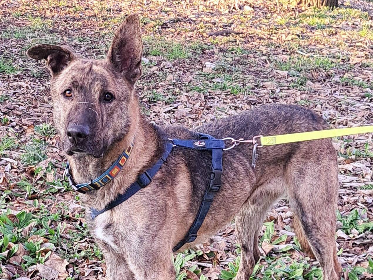 Adotta un cane, maschio, 3 anni e 2 mesi, Brescia