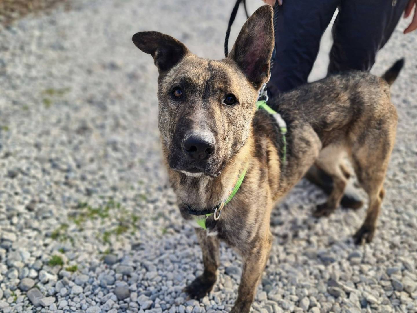 Adotta un cane, taglia media, maschio, Brescia