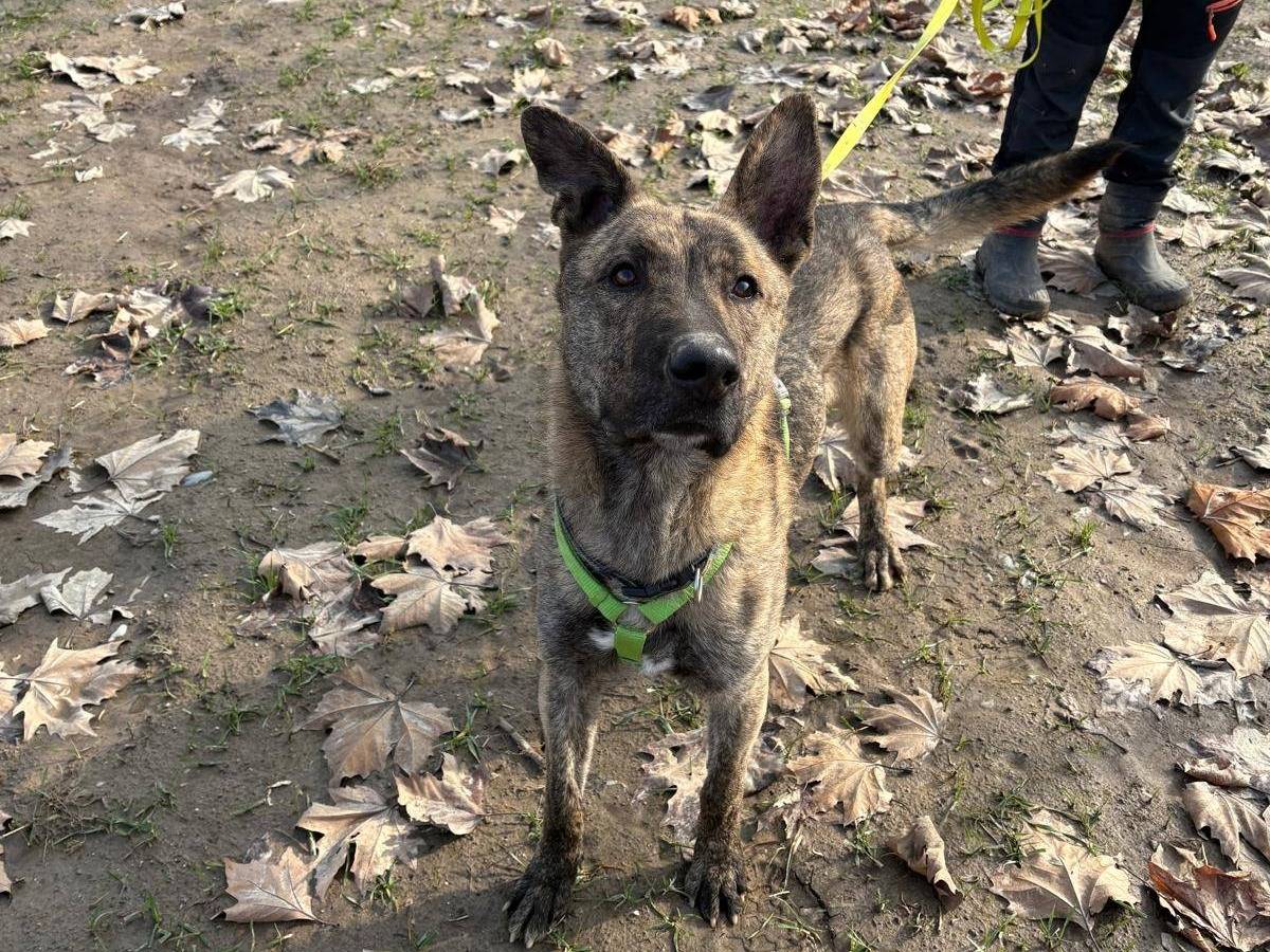Vuoi adottare un cane a Brescia?