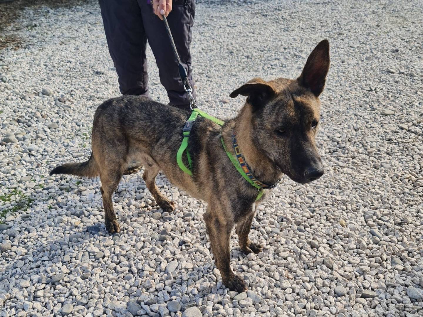 Adotta il cane Nando a Brescia