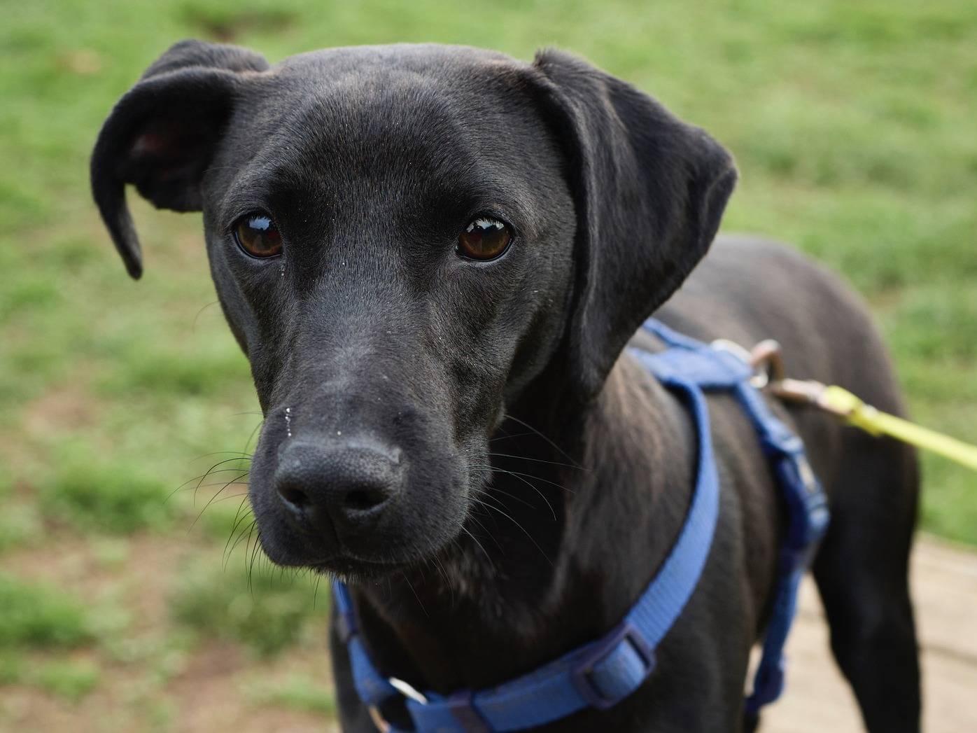 Adozione cane, maschio, Razza sconosciuta Razza sconosciuta, 1 anno e 4 mesi, taglia piccola, Milano
