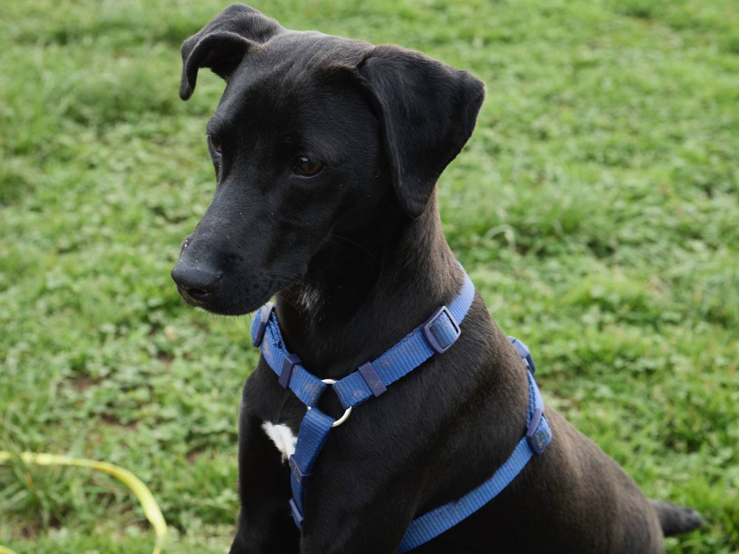 Adotta un cane, maschio, 1 anno e 4 mesi, Milano