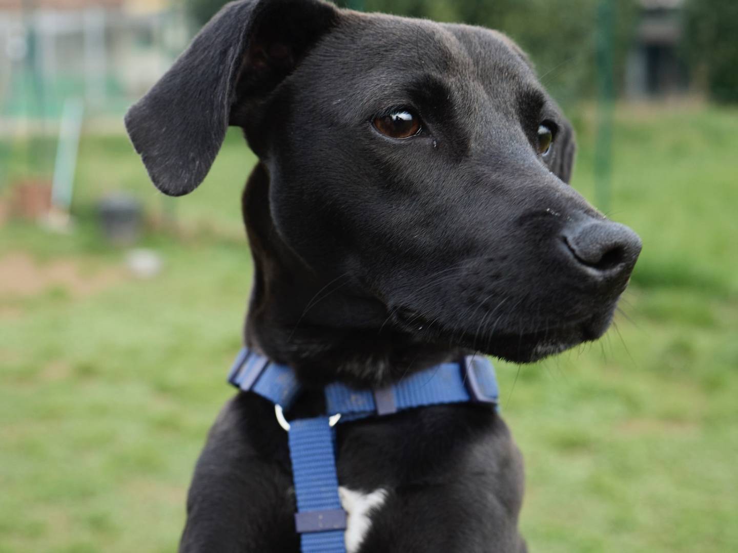 Adotta un cane, taglia piccola, maschio, Milano