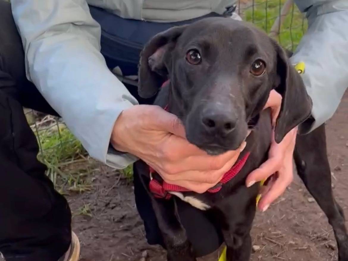 Vuoi adottare un cane a Milano?