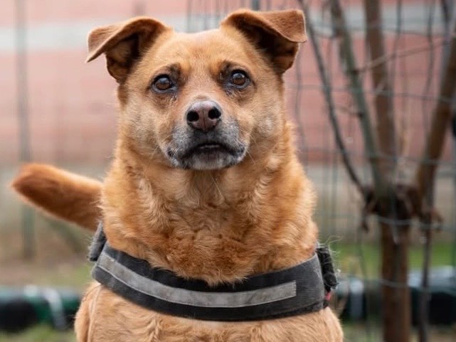 Vuoi adottare un cane a Torino?