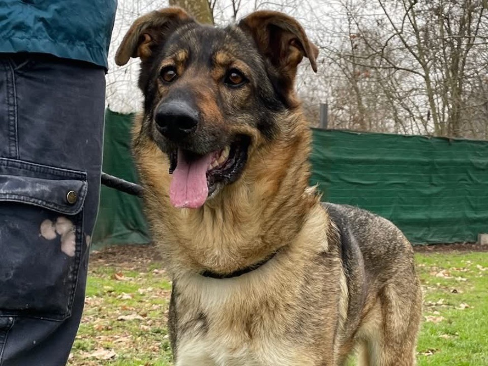 Adotta un cane, femmina, 4 anni e 11 mesi, Torino