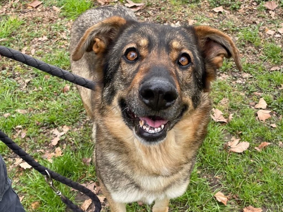 Adotta un cane, taglia media, femmina, Torino