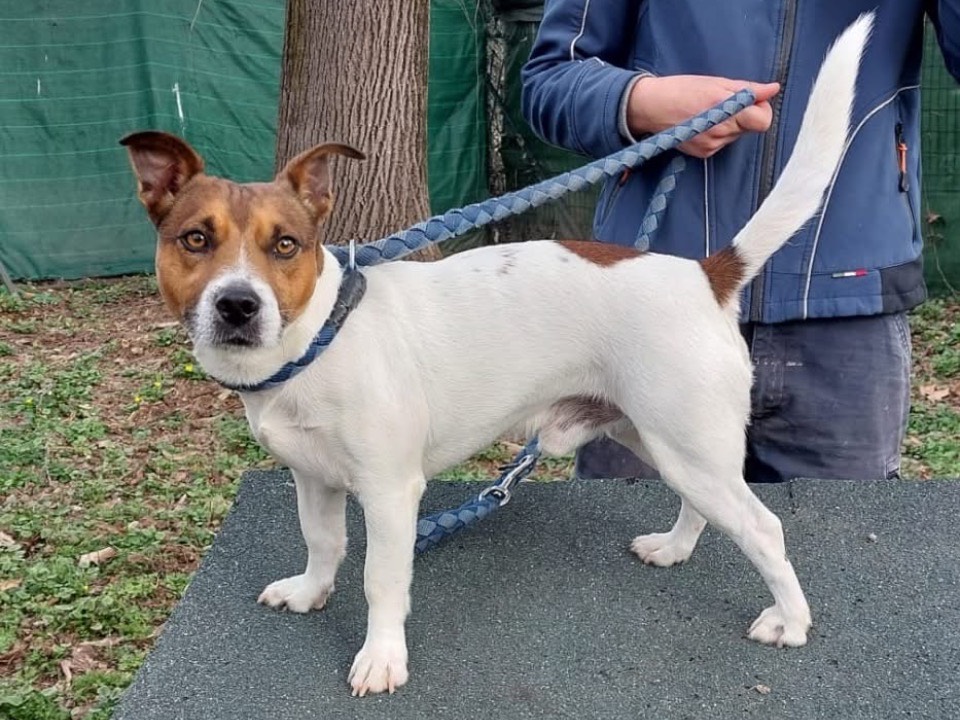 Vuoi adottare un cane a Torino?