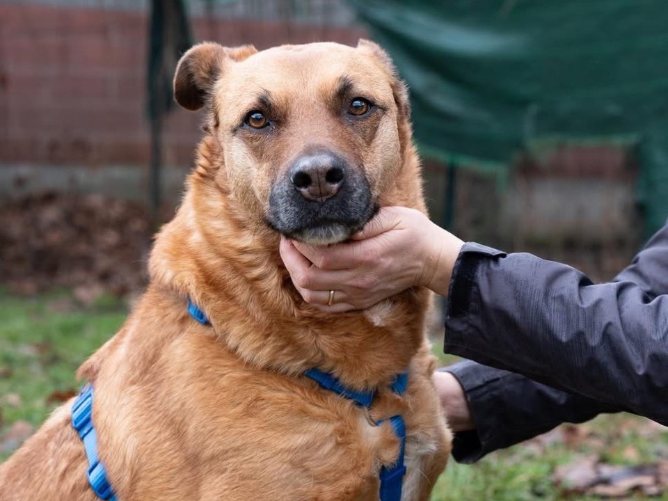 Vuoi adottare un cane a Torino?