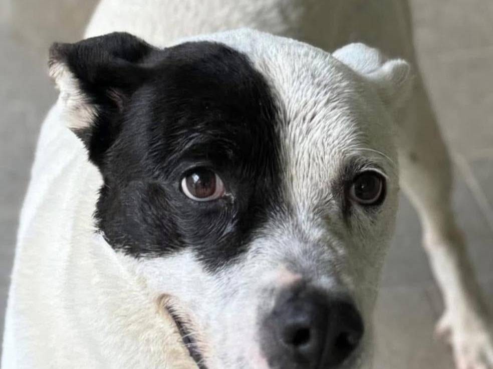 Adozione cane, maschio, Pitbull Razza sconosciuta, 11 anni e 3 mesi, taglia grande, Bergamo