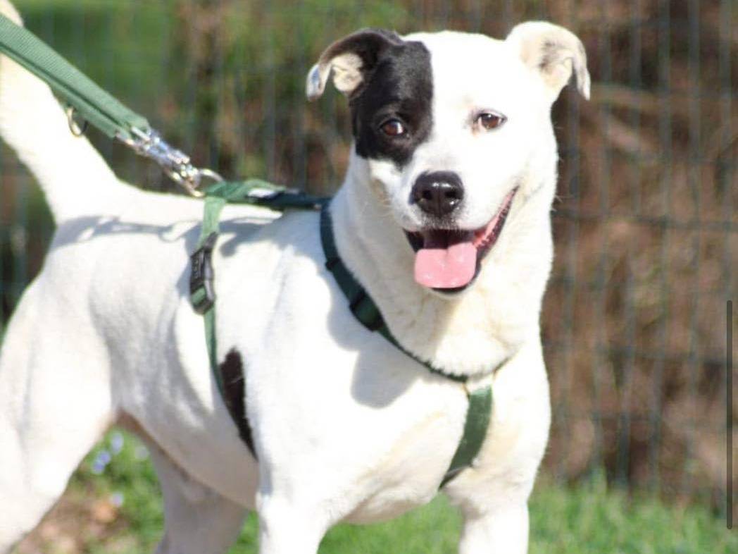 Adotta un cane, maschio, 11 anni e 3 mesi, Bergamo