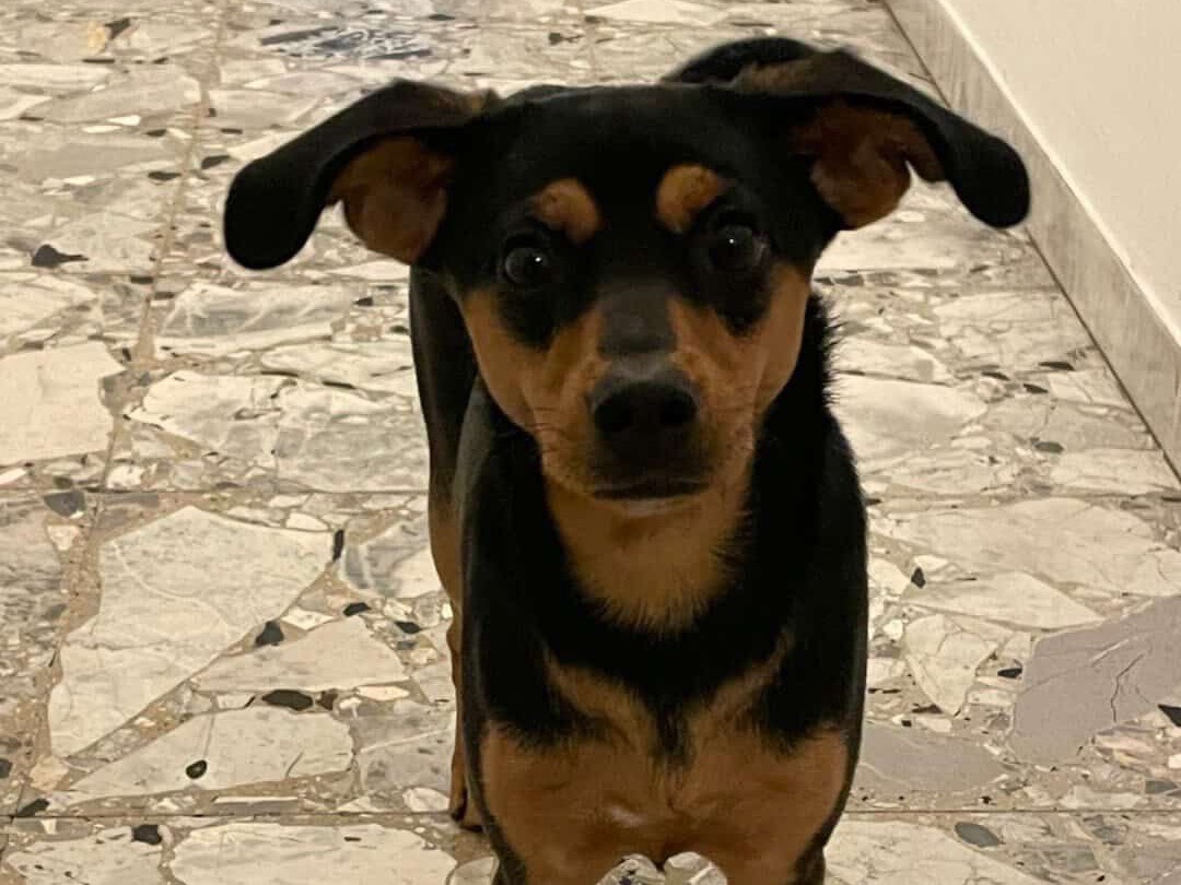 Adozione cane, femmina, Pinscher Razza sconosciuta, 11 mesi, taglia piccola, Teramo