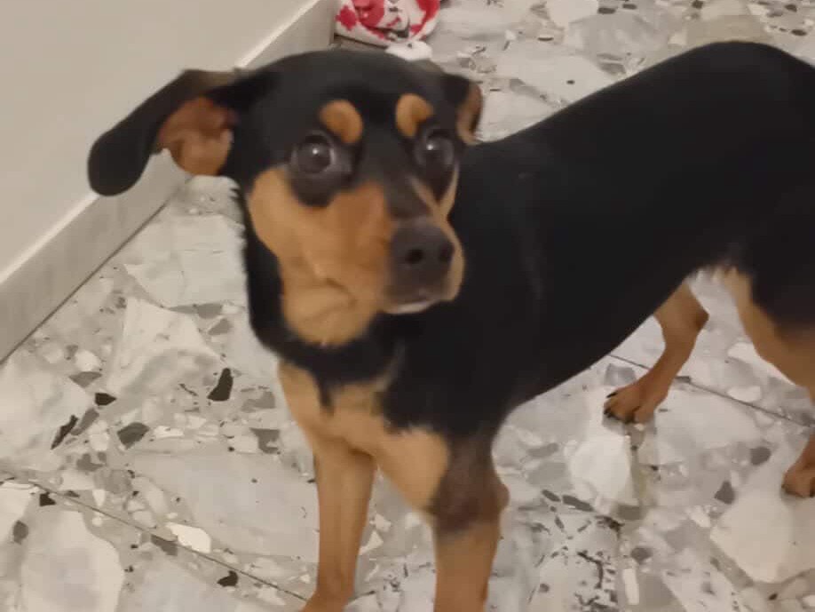 Adotta un cane, femmina, 11 mesi, Teramo