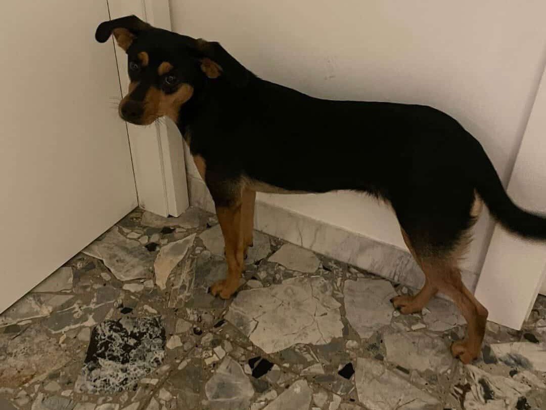 Adotta un cane, taglia piccola, femmina, Teramo