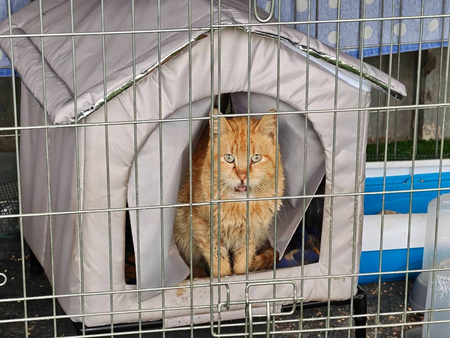 Adozione gatto, maschio, Razza sconosciuta Razza sconosciuta, 2 anni e 2 mesi, taglia non valida, Caserta