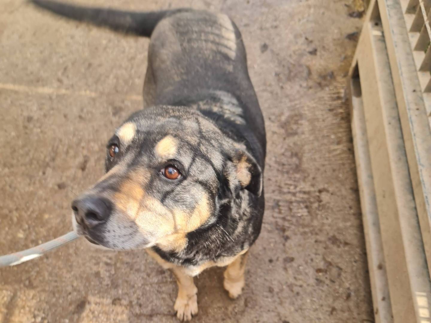 Vuoi adottare un cane a Brescia?