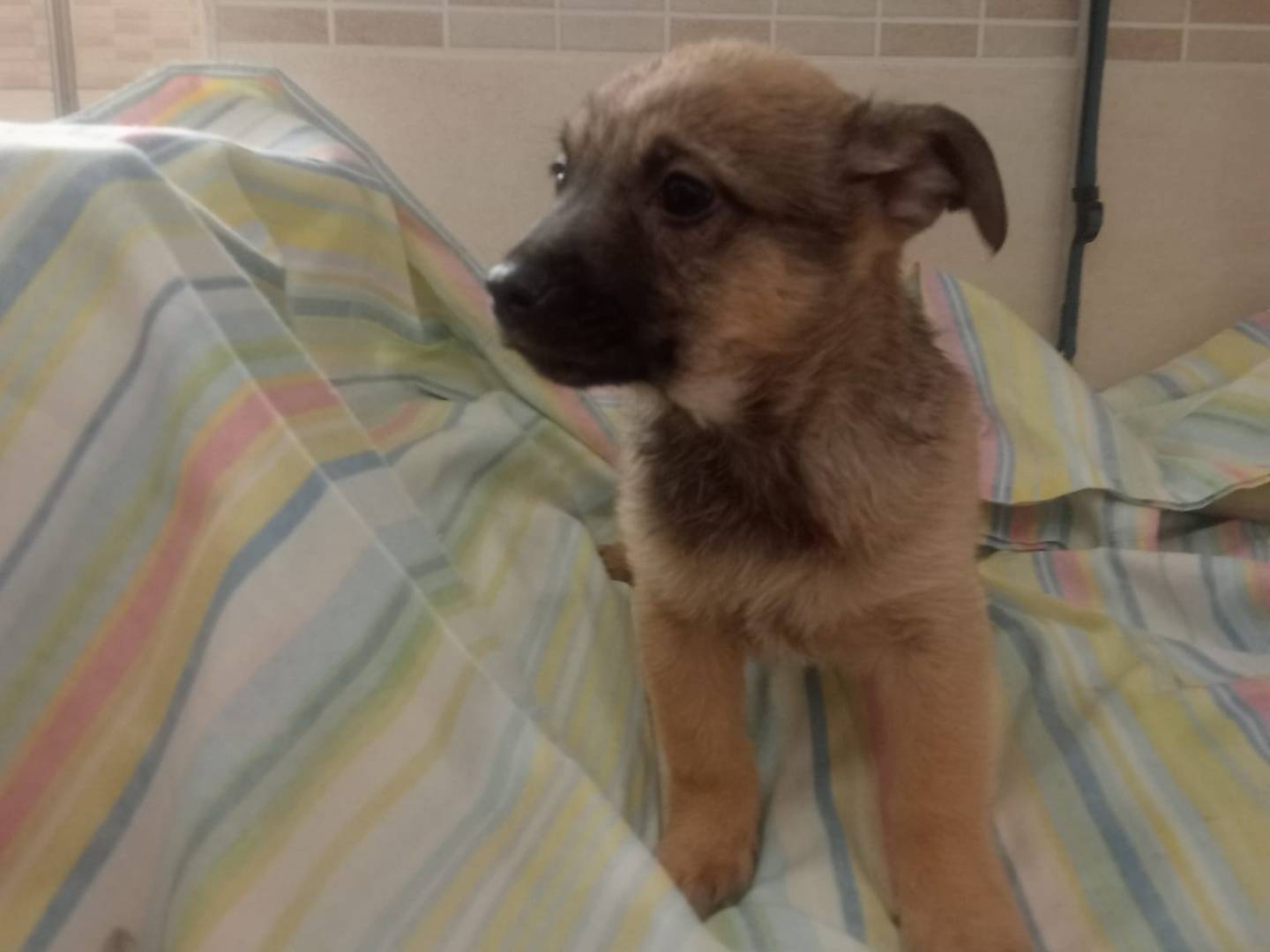 Adotta un cane, maschio, 3 mesi, Foggia