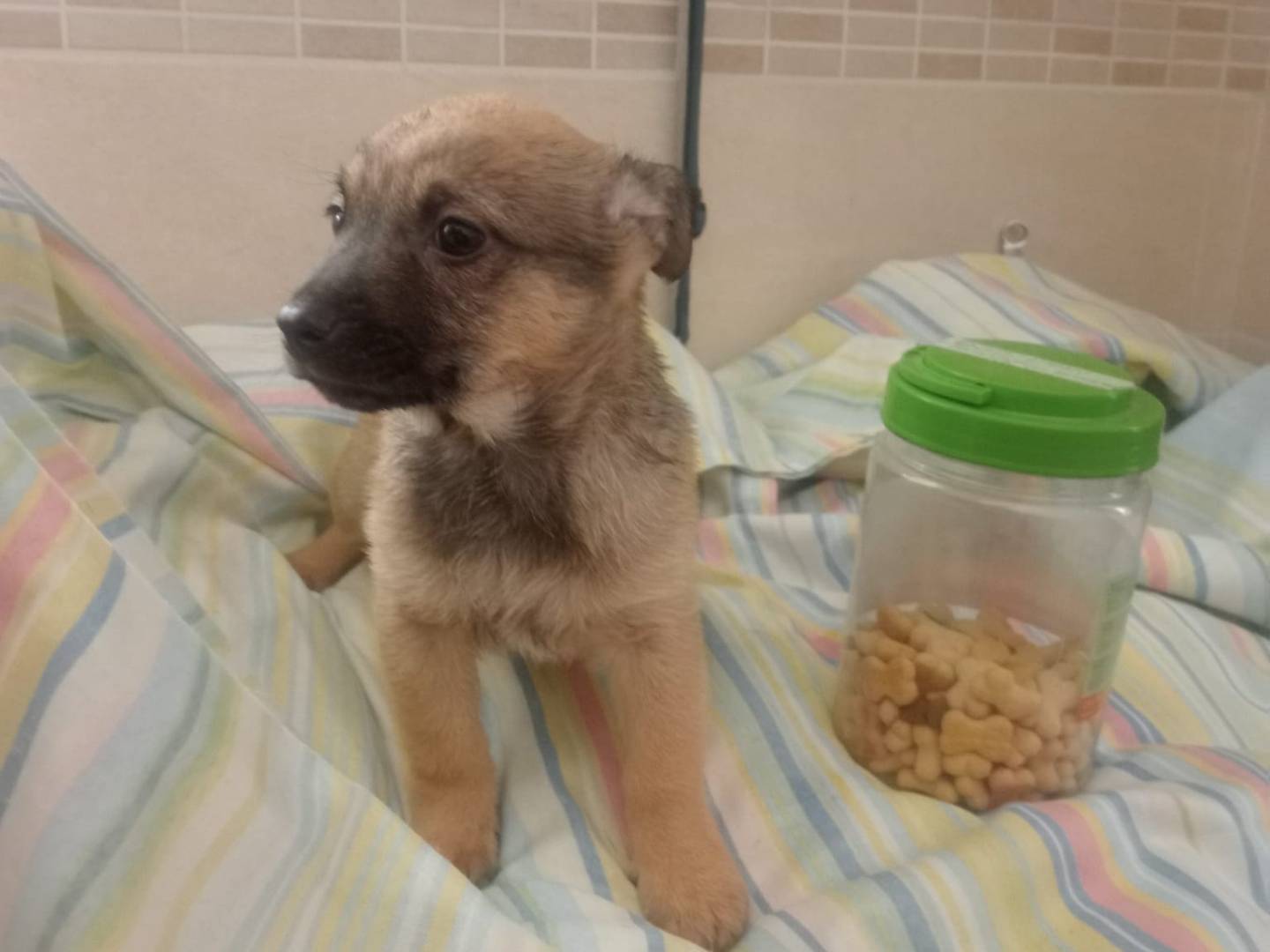 Adotta un cane, taglia media contenuta, maschio, Foggia