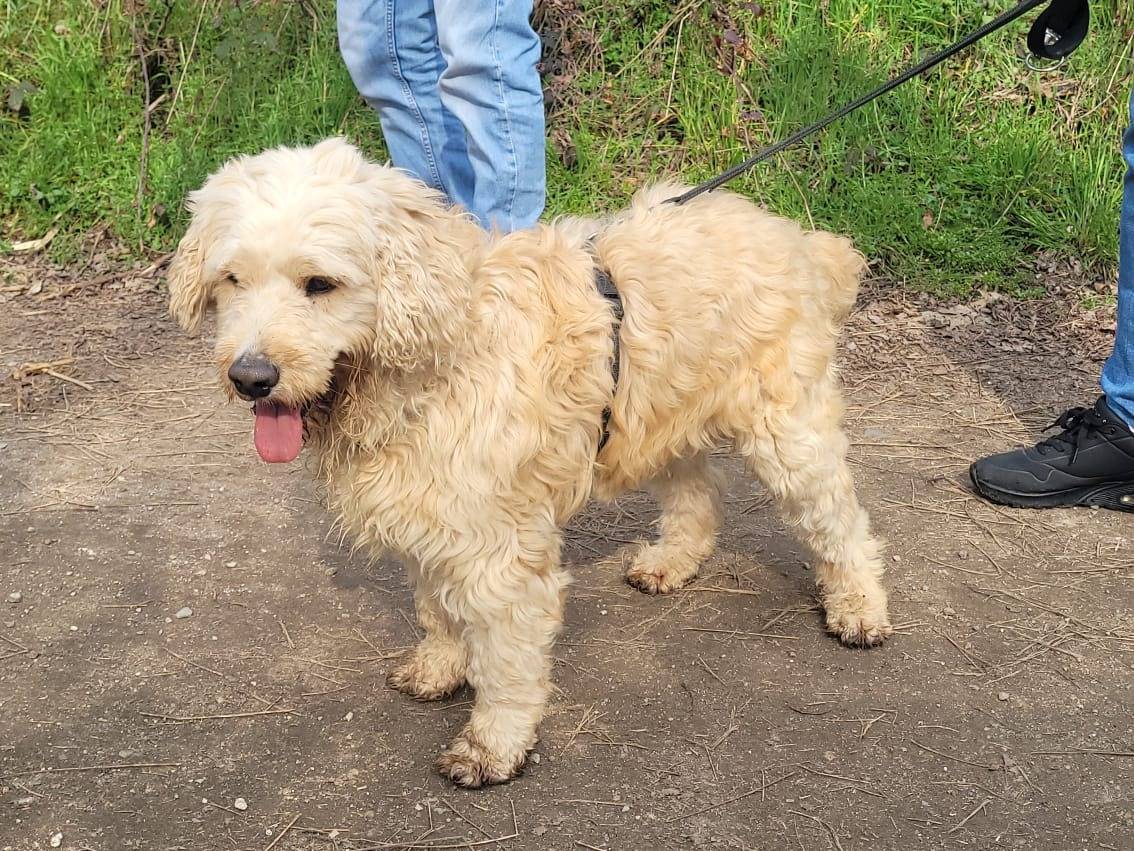 Adotta il cane Fluffy a Milano