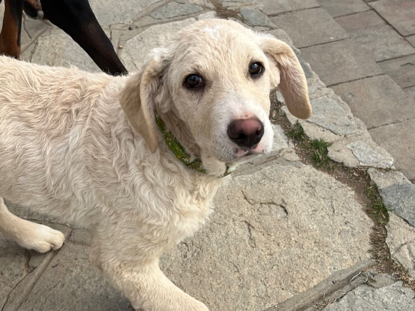 Vuoi adottare un cane a Savona?