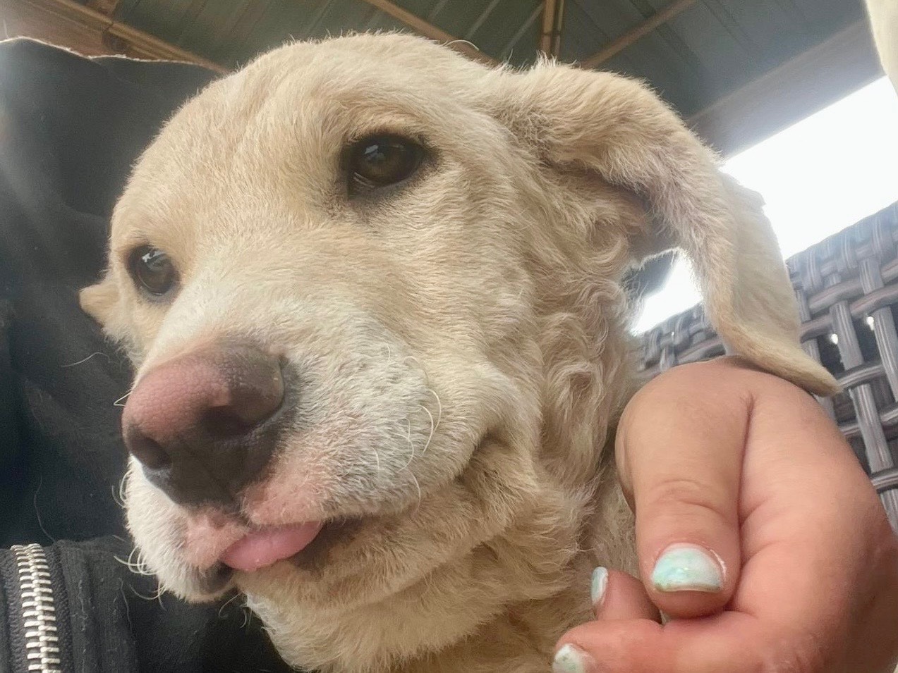 Adotta il cane Amerigo a Savona