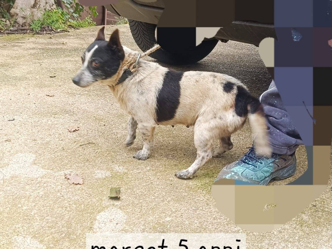 Adozione cane, femmina, Razza sconosciuta Razza sconosciuta, 5 anni, taglia piccola, Latina