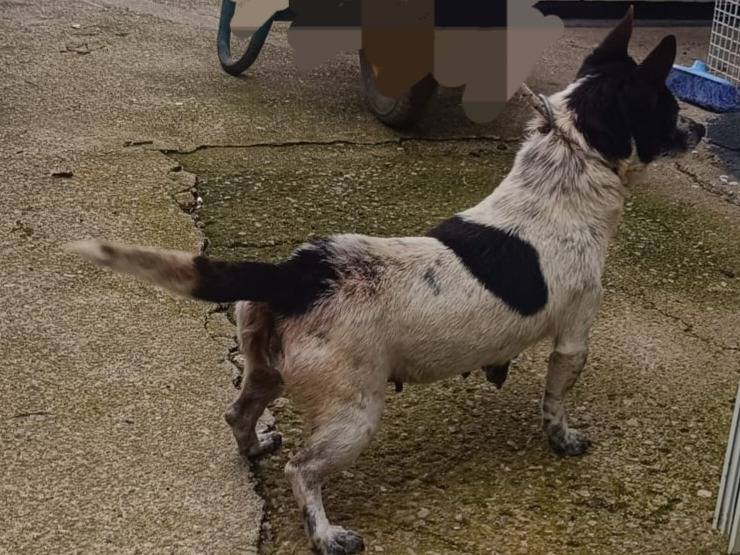 Adotta un cane, taglia piccola, femmina, Latina