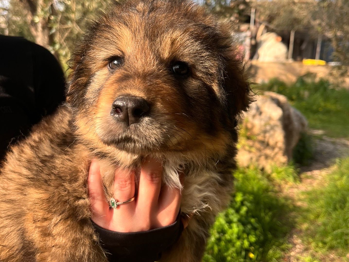 Adozione cane, maschio, Razza sconosciuta Razza sconosciuta, 2 mesi, taglia media, Siracusa
