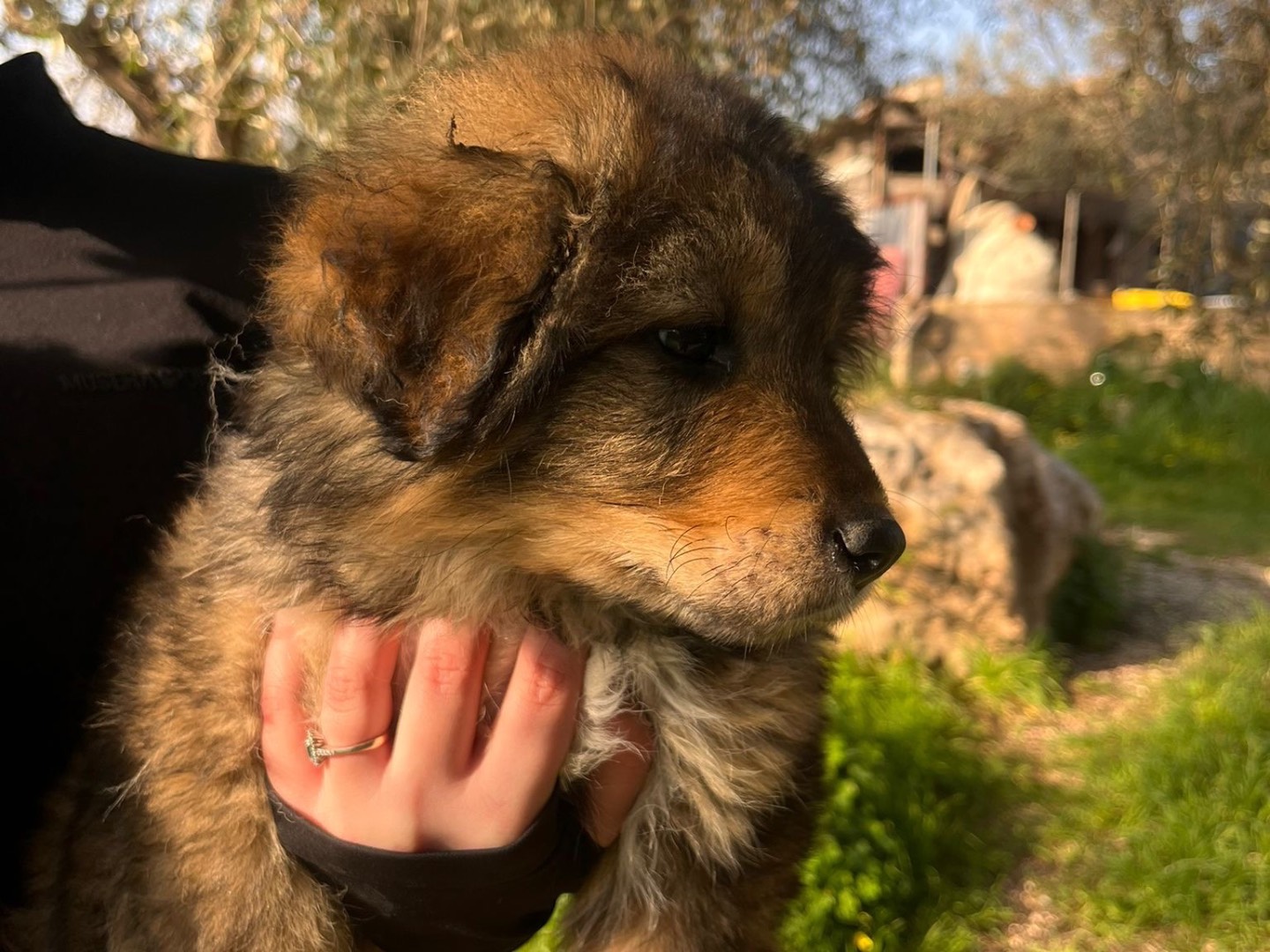 Adotta un cane, maschio, 2 mesi, Siracusa