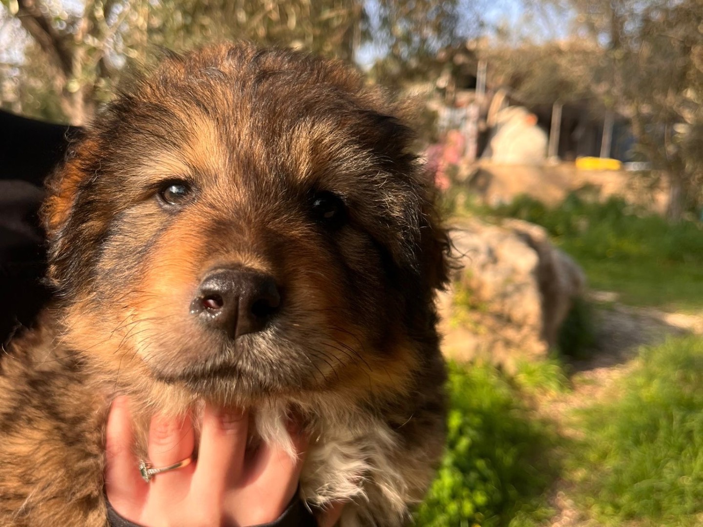 Adotta un cane, taglia media, maschio, Siracusa