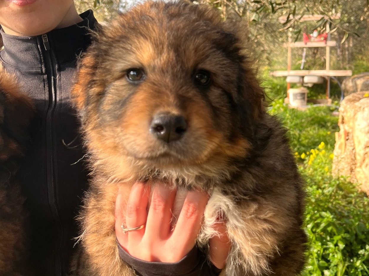 Vuoi adottare un cane a Siracusa?