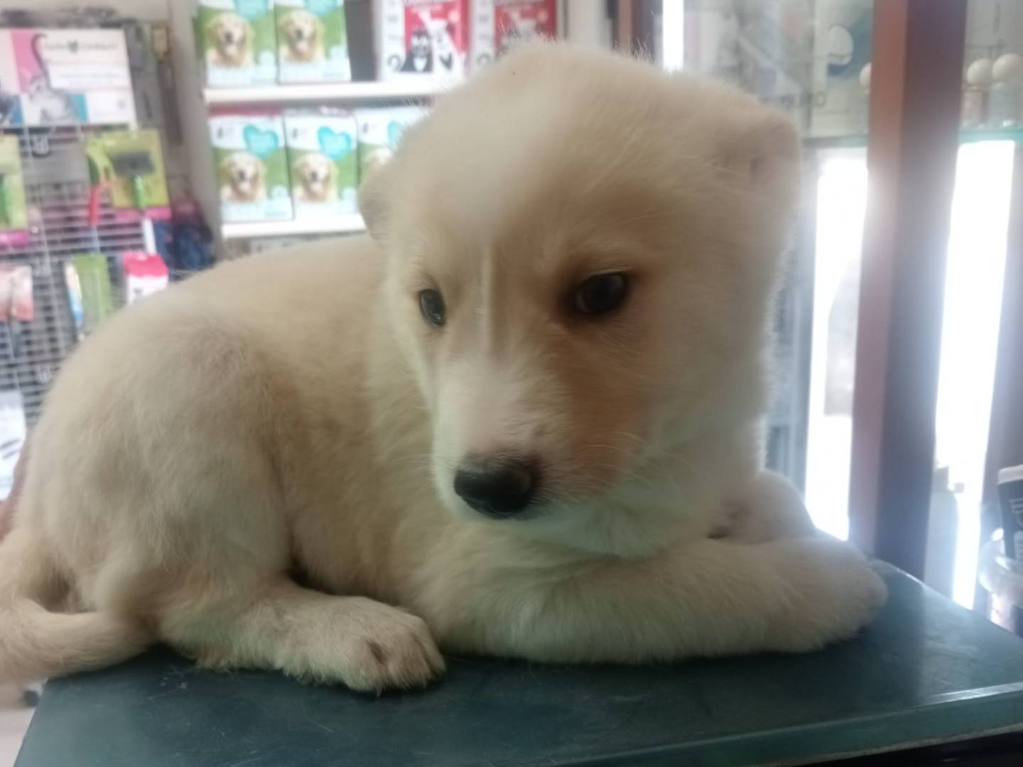 Adotta il cane MARVEL  a Foggia