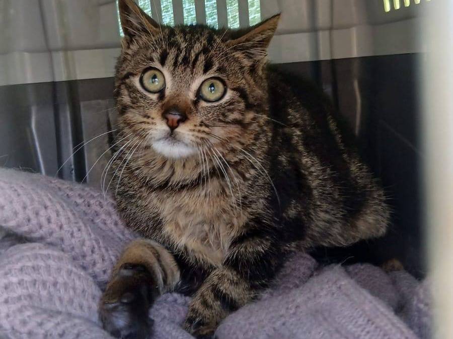 Adozione gatto, maschio, Razza sconosciuta Razza sconosciuta, 4 mesi, taglia non valida, Napoli