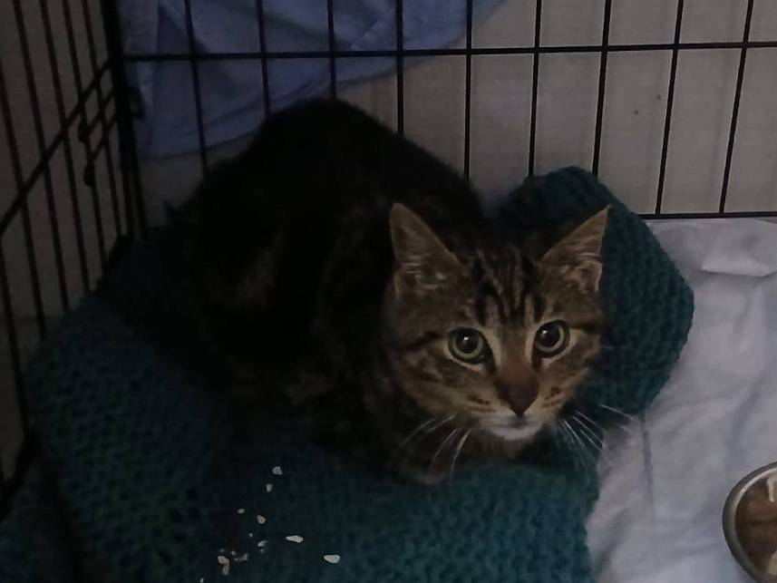 Adotta un gatto, maschio, 4 mesi, Napoli