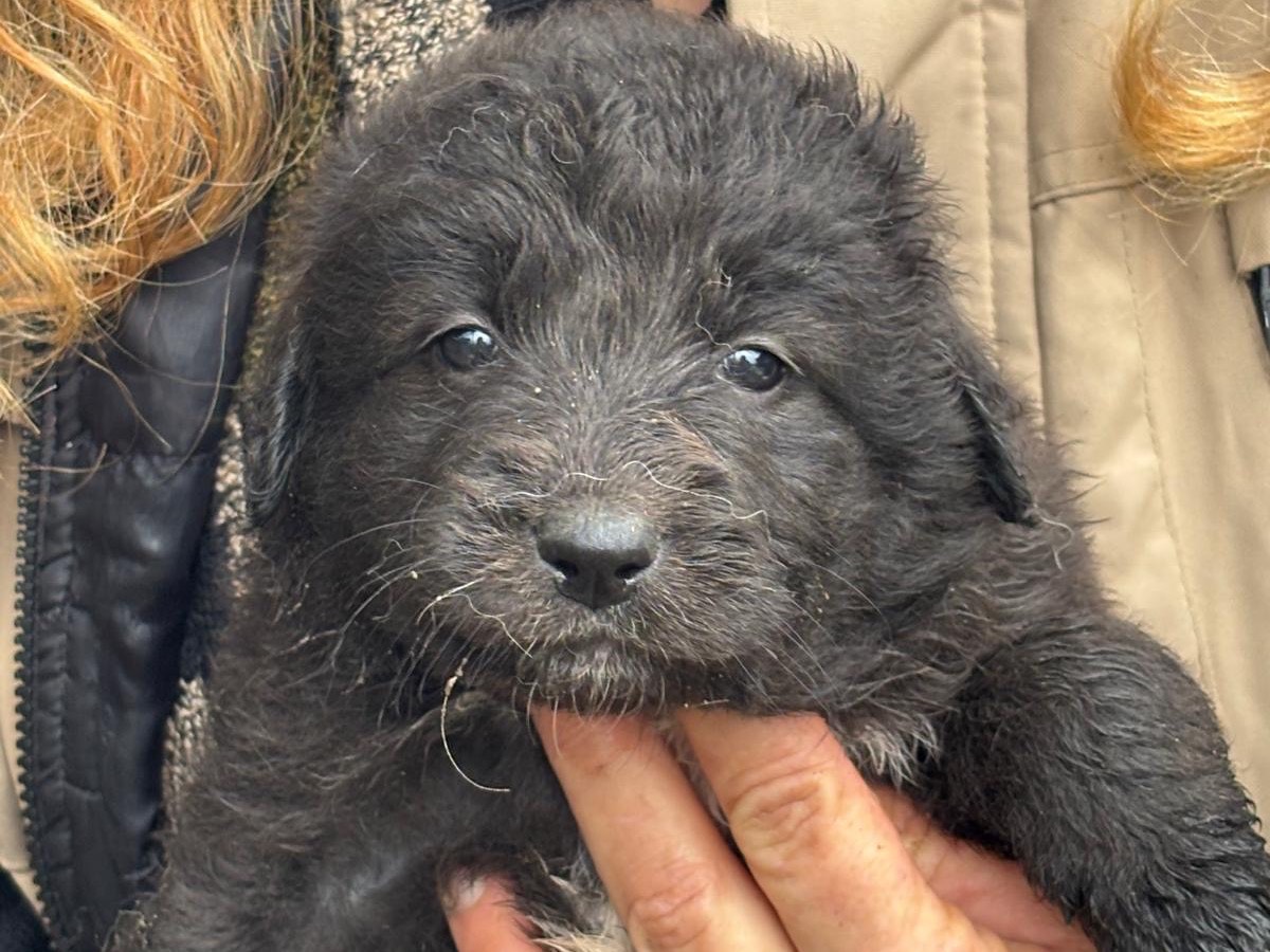 Adozione cane, femmina, Razza sconosciuta Razza sconosciuta, 3 mesi, taglia media, Latina