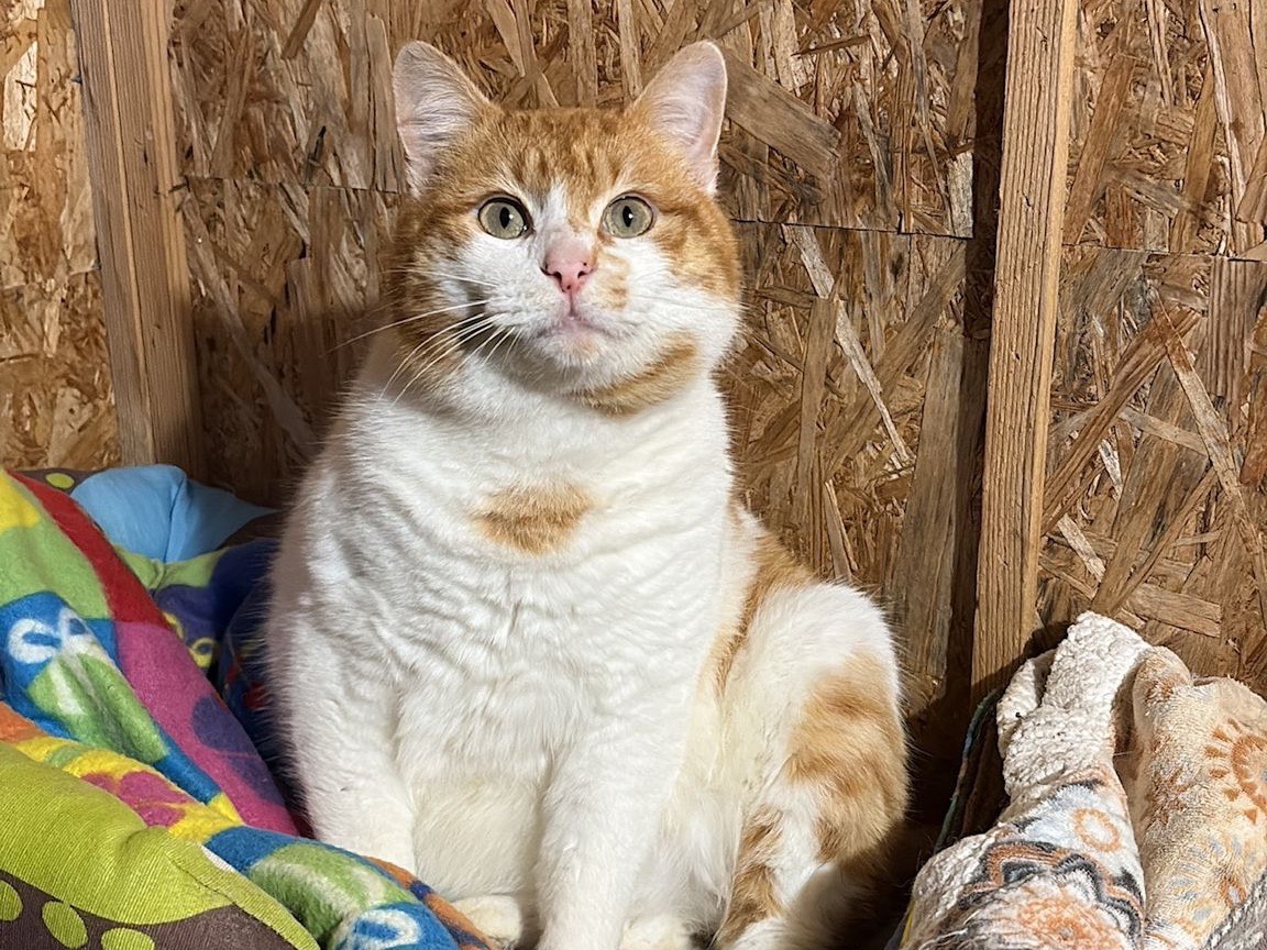 Adozione gatto, maschio, Razza sconosciuta Razza sconosciuta, 5 anni e 8 mesi, taglia non valida, Ancona