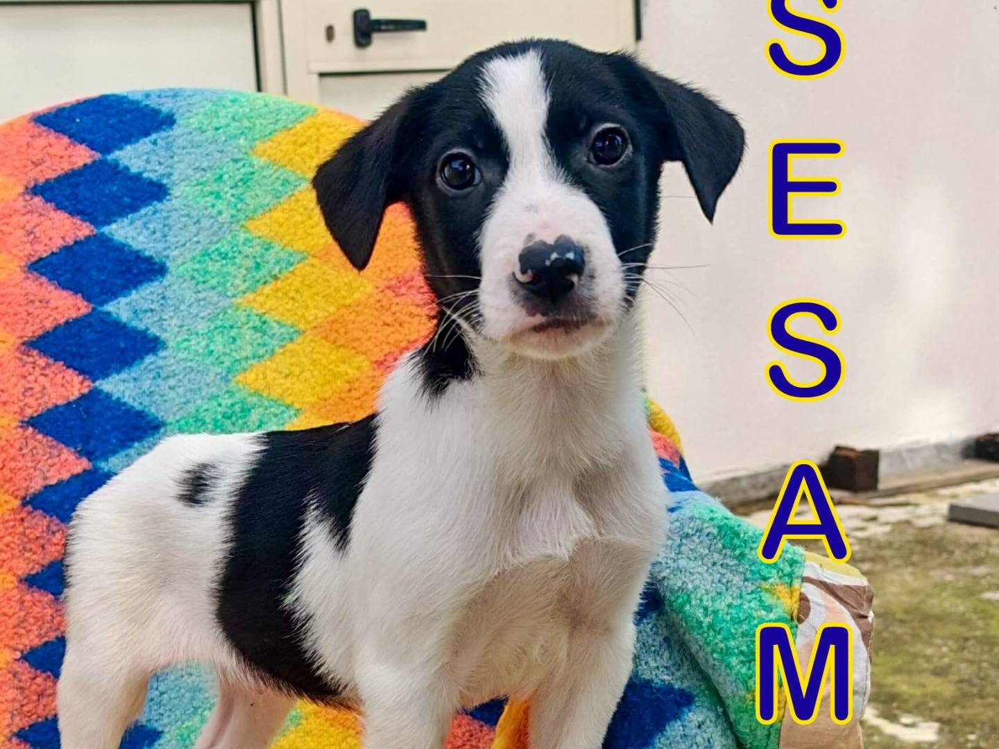 Adozione cane, maschio, Razza sconosciuta Razza sconosciuta, 4 mesi, taglia media, Crotone