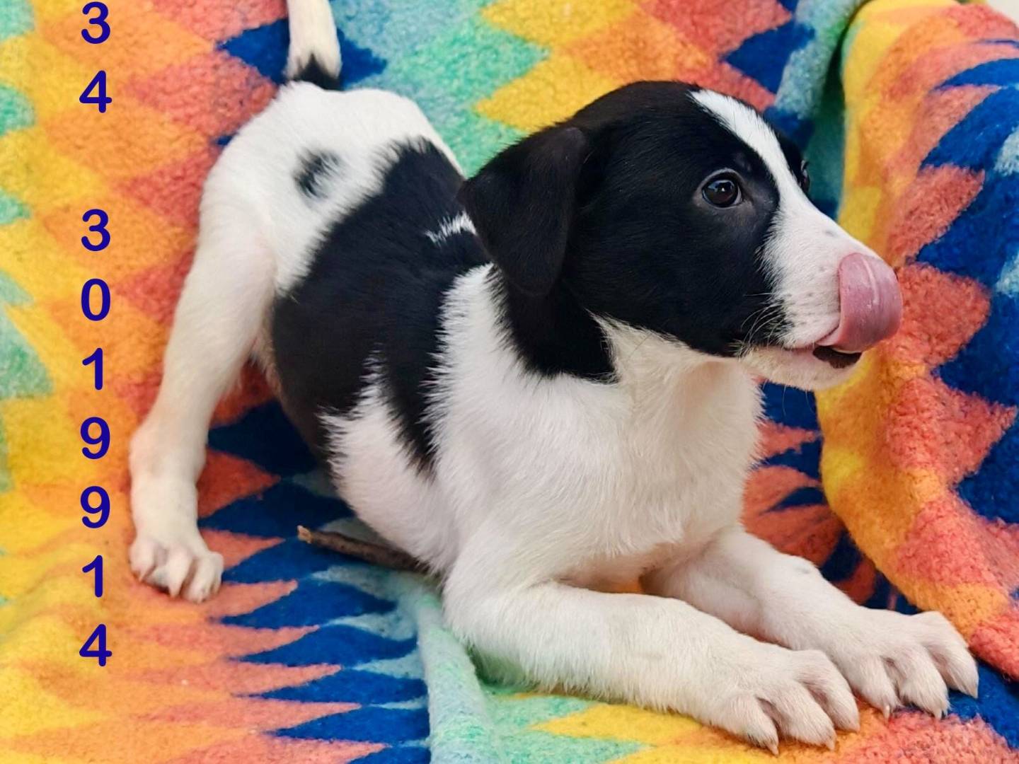 Adotta un cane, maschio, 4 mesi, Crotone