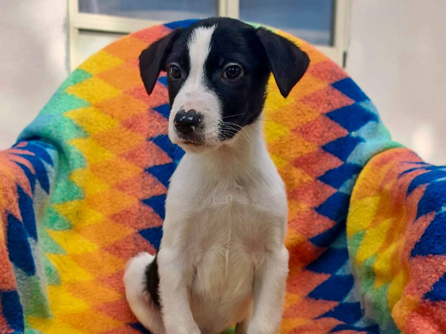 Adotta un cane, taglia media, maschio, Crotone