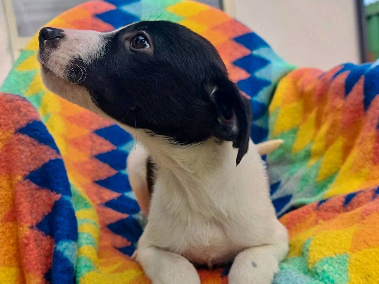 Vuoi adottare un cane a Crotone?