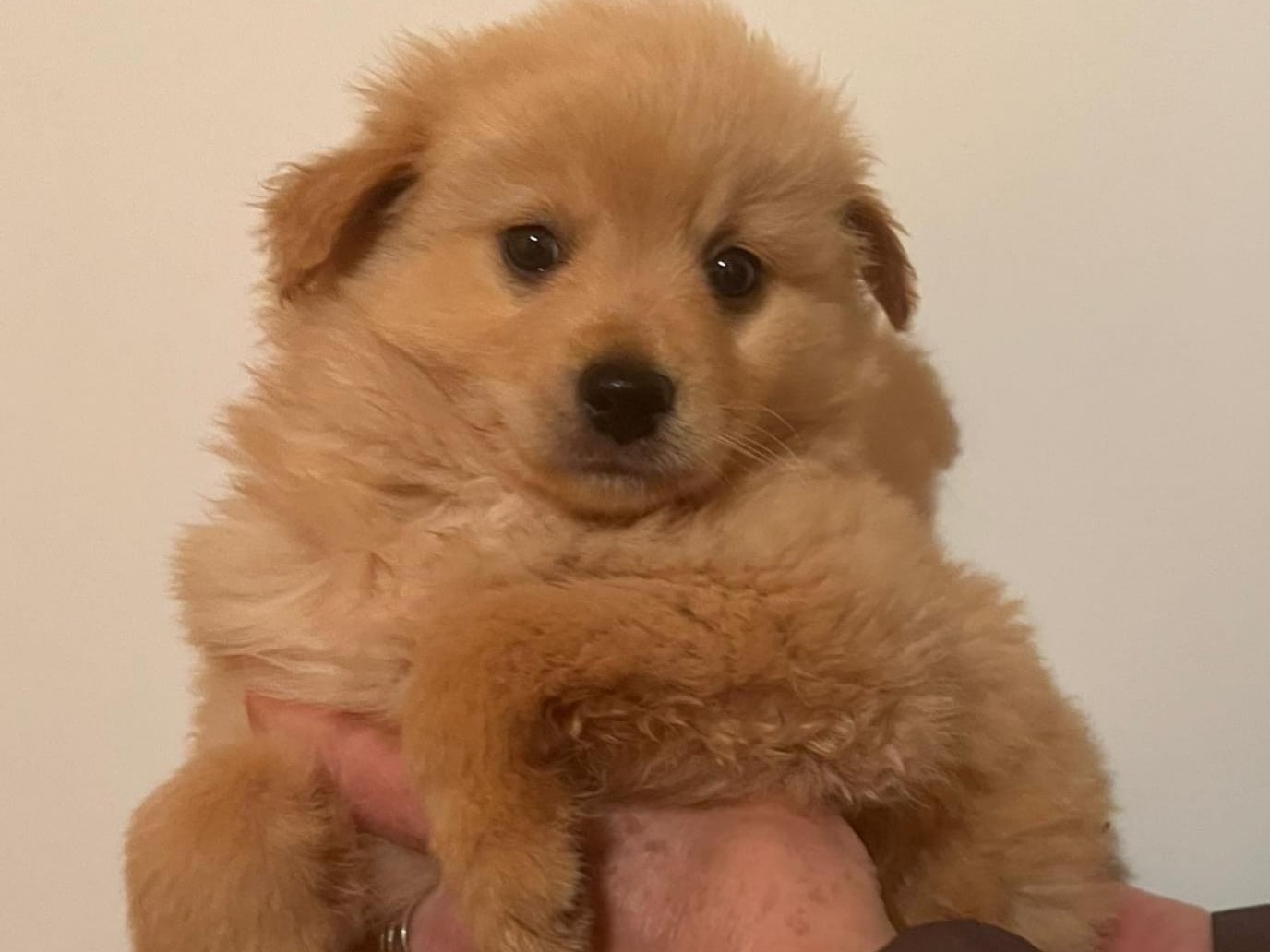 Adozione cane, maschio, Razza sconosciuta Razza sconosciuta, 2 mesi, taglia media contenuta, Bari