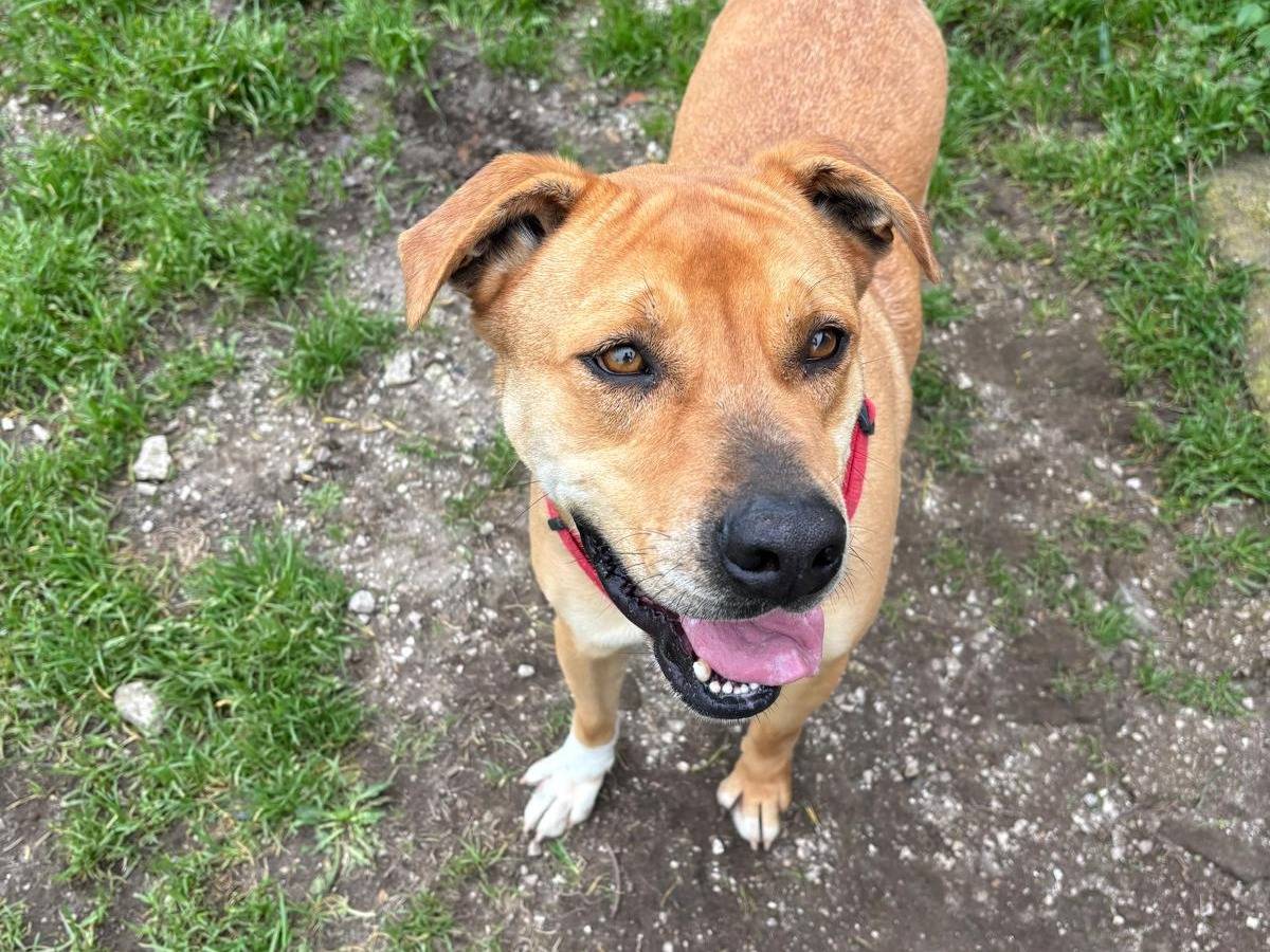 Adozione cane, maschio, American Staffordshire Terrier Razza sconosciuta, 3 anni, taglia media, Caserta