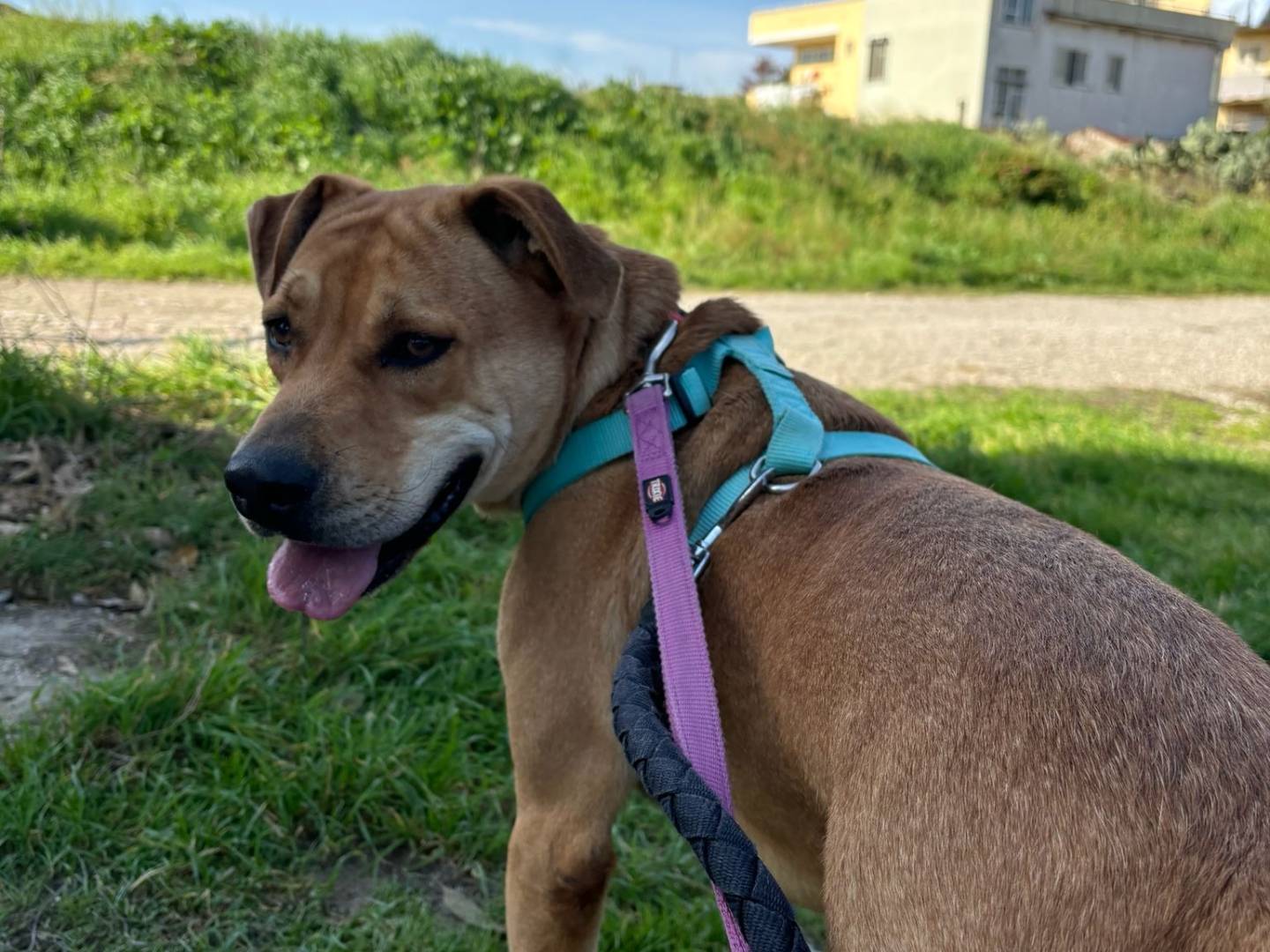 Adotta il cane jack a Caserta