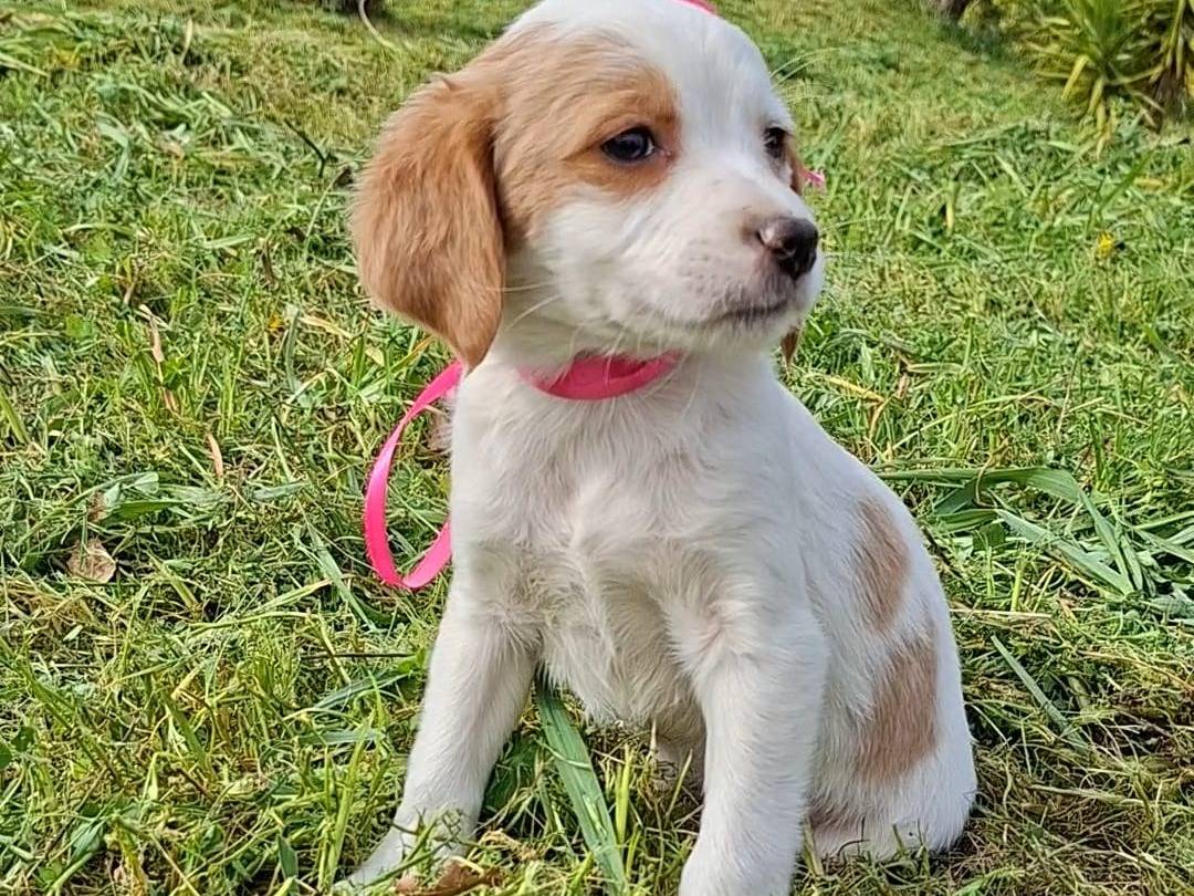 Adozione cane, femmina, Breton Razza sconosciuta, 2 mesi, taglia media contenuta, Bari