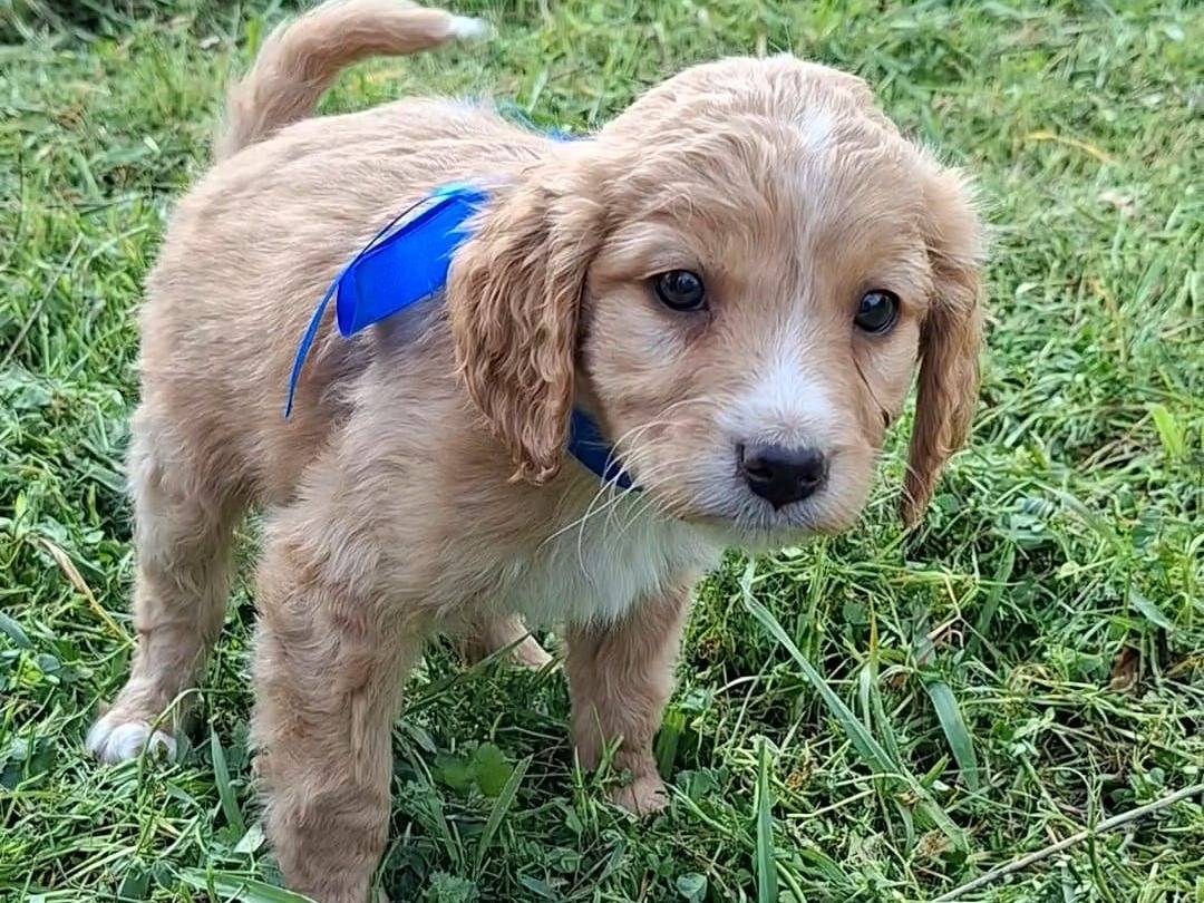 Adozione cane, maschio, Breton Razza sconosciuta, 2 mesi, taglia media contenuta, Bari