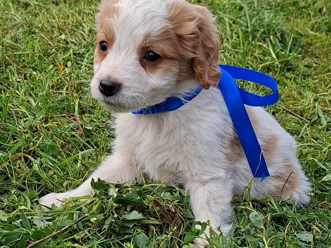 Adozione cane, maschio, Breton Razza sconosciuta, 2 mesi, taglia media contenuta, Bari