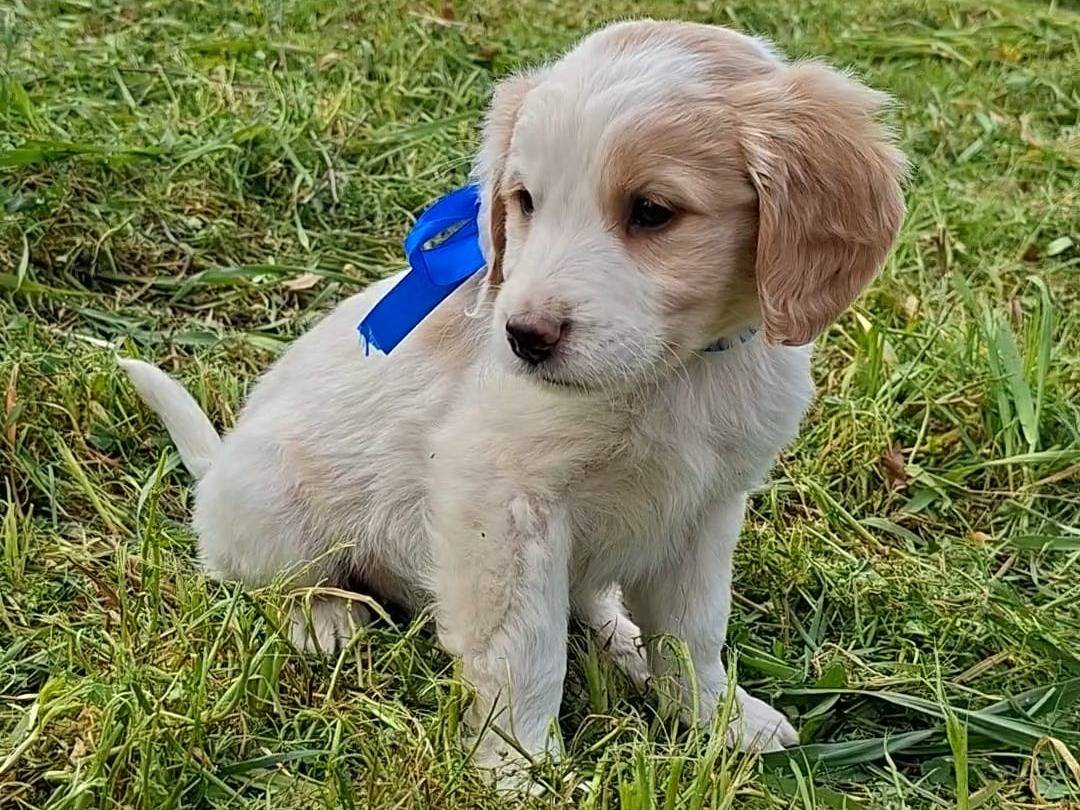 Adozione cane, maschio, Breton Razza sconosciuta, 2 mesi, taglia media contenuta, Bari